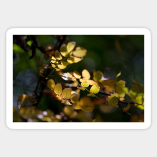 Tiny Yellow Leaves in the Afternoon Sun Sticker